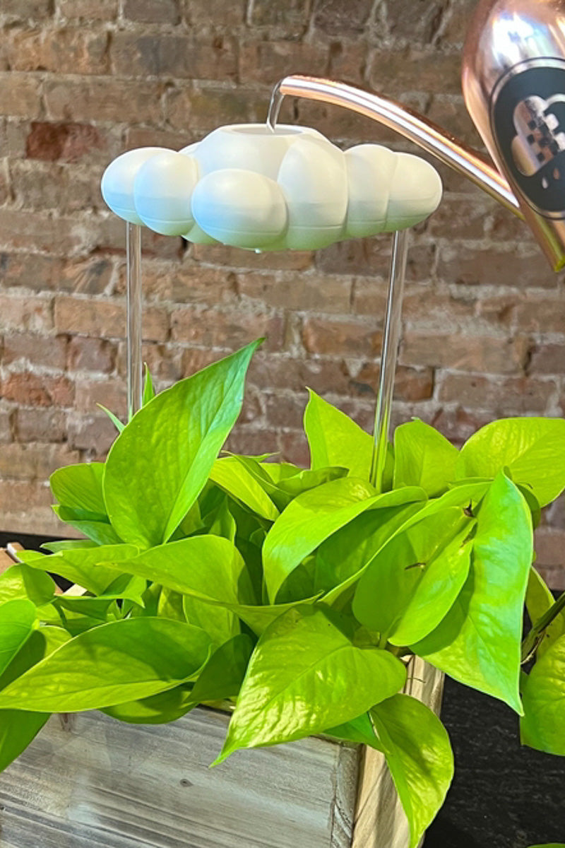 rain water indoor plants Original Dripping Rain Cloud – Chalet