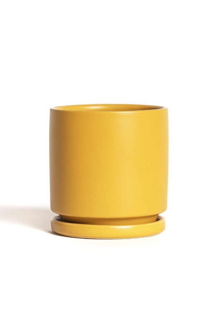 mustard pot plant POT CYLINDER W/SCR MUSTRD 4.5" – Chalet