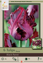 Black Parrot Tulip Bulbs 7/Pack