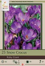 Crocus Ruby Giant Bulbs 25 Pack