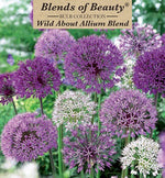 Wild About Allium Blend Bulbs 8/Pack