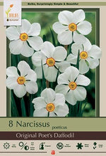 Narcissus Original Poet's Daffodil Bulbs 7/Pack