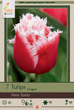 New Santa Tulip Bulbs 7 Pack