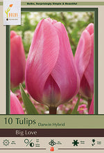 Big Love Tulip Bulbs 7/Pack