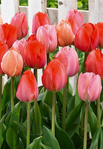 Blush Blend Tulip Bulbs 12/Pack