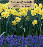 Hello Spring Blend Bulbs 30 Pack