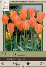 Tulip Orange Emperor Bulbs 7 Pack