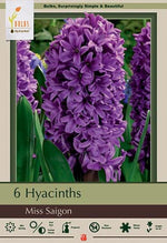 Miss Saigon Hyacinth Bulbs 5 Pack