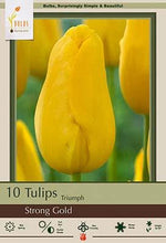 Strong Gold Tulip Bulbs 7 Pack