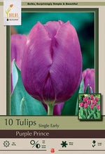 Purple Prince Tulip Bulbs 7/Pack