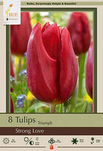 Strong Love Tulip Bulbs 7 Pack