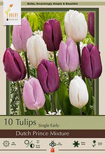 Dutch Prince Mixture Tulip Bulbs 7/Pack