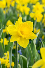 DeVroomen Daffodils Dutch Master Bulbs 5/Pack