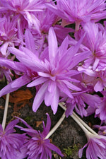 DeVroomen Colchicum Double Waterlily Bulb 1/Pack