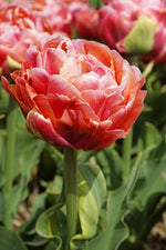 DeVroomen Tulips Double Late Copper Image 5/Pack