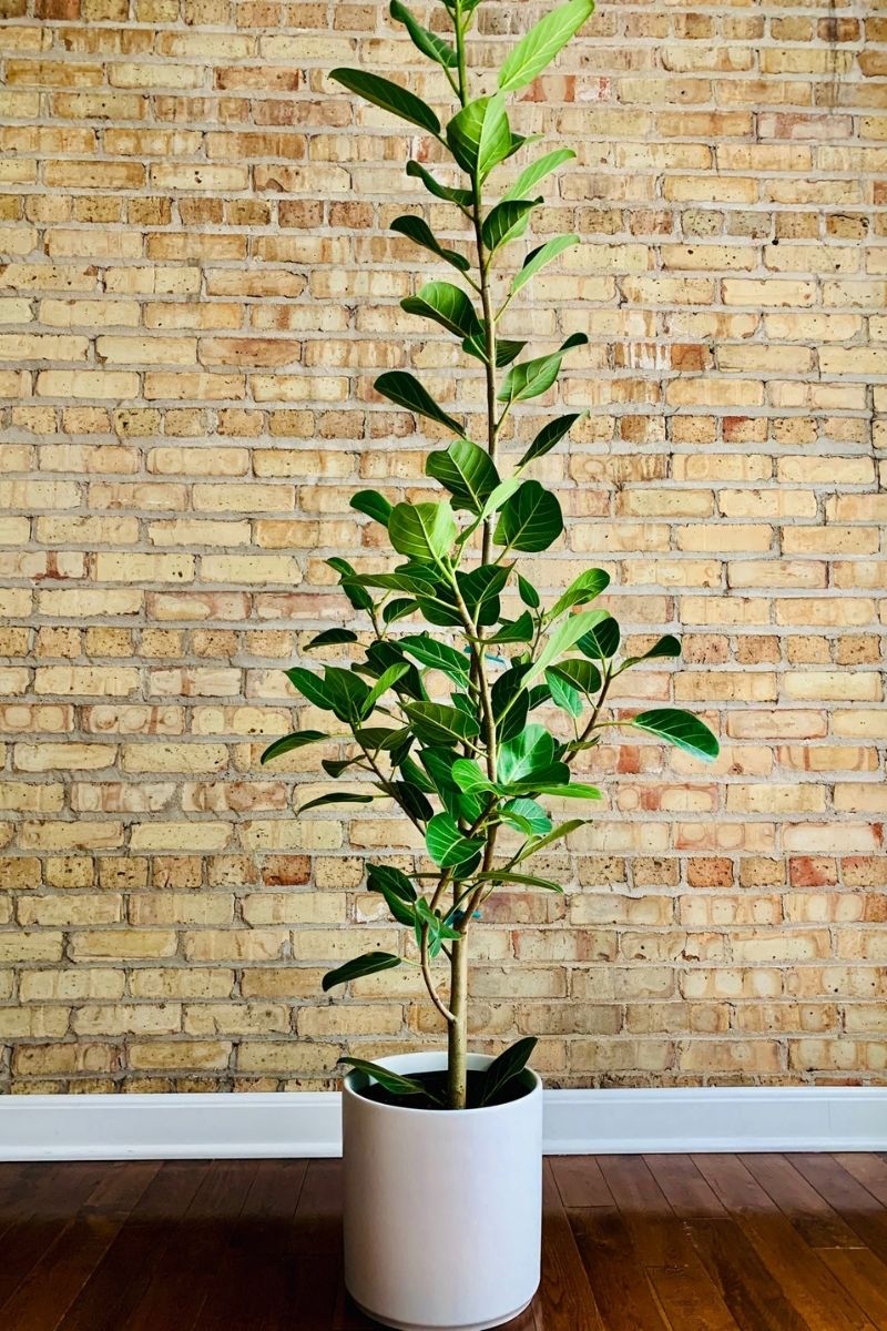 indoor ficus audrey Ficus, Audrey 10" – Chalet