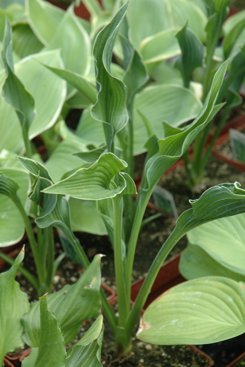 hosta praying hands plant Hosta, Praying Hands – Chalet