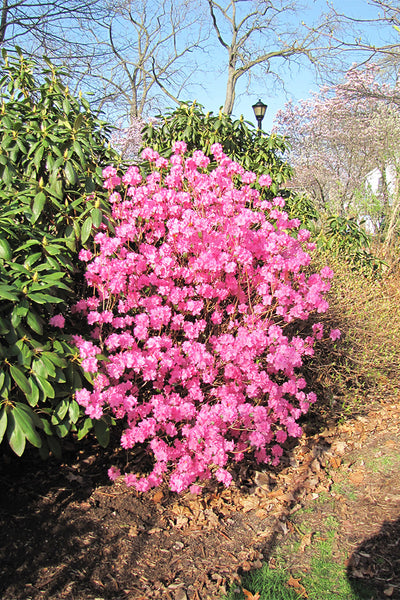 Rhododendron, PJM Landmark