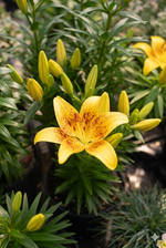 Lily, Asiatic- Tiny Bee