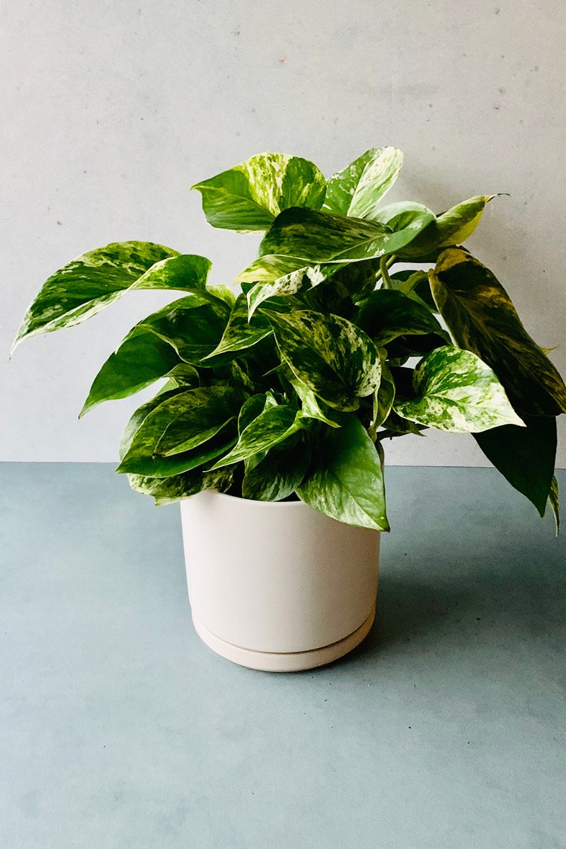 most popular pothos Pothos, Marble Queen 4" – Chalet