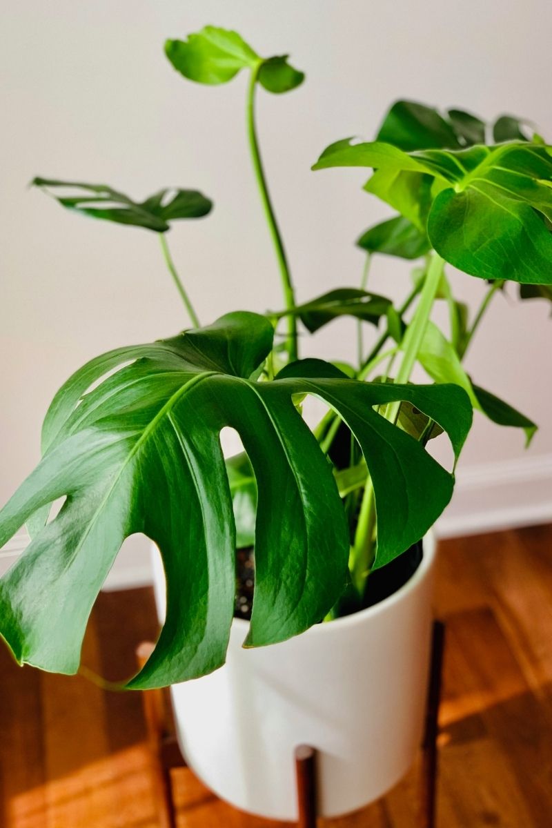 philodendron fruit edible Monstera Deliciosa 8" – Chalet