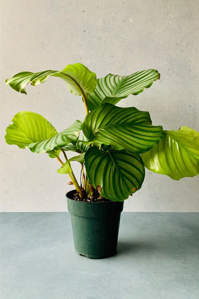 prayer plant calathea orbifolia Calathea, Orbifolia 4" – Chalet