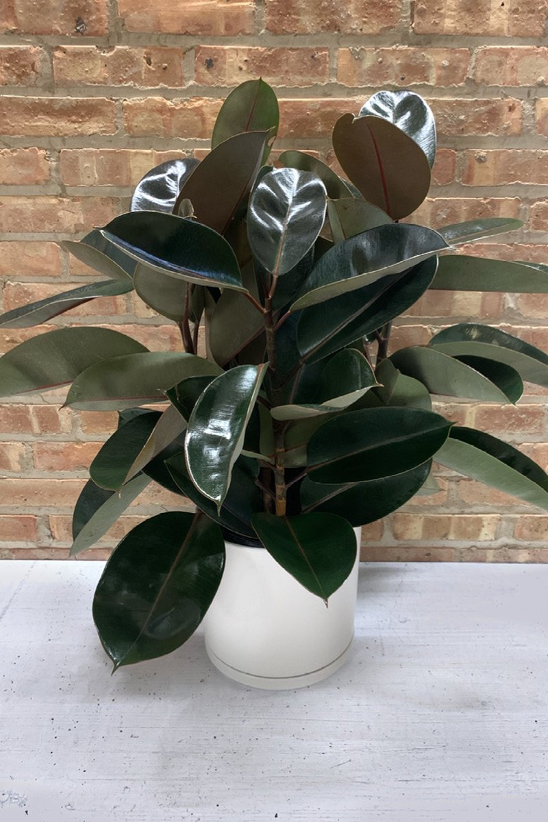 rubber tree burgundy and black prince Ficus, Elastica Burgundy 10" – Chalet