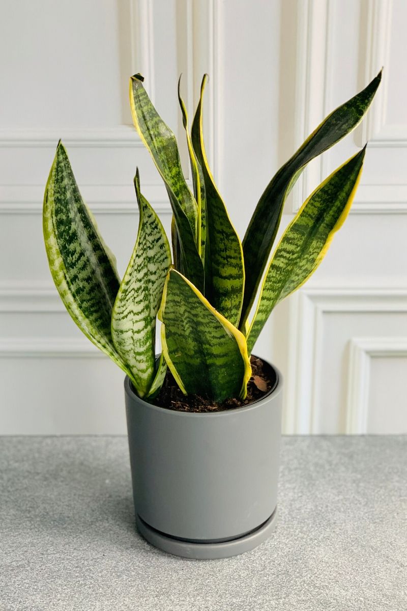 Snake Plant, Laurentii Superba 6