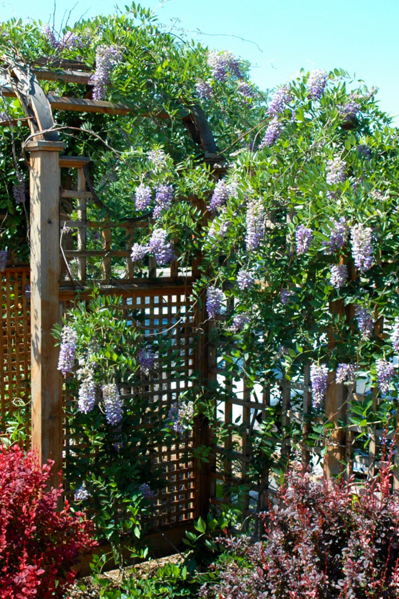 kentucky wisteria Vine, Kentucky Wisteria Summer Cascade
