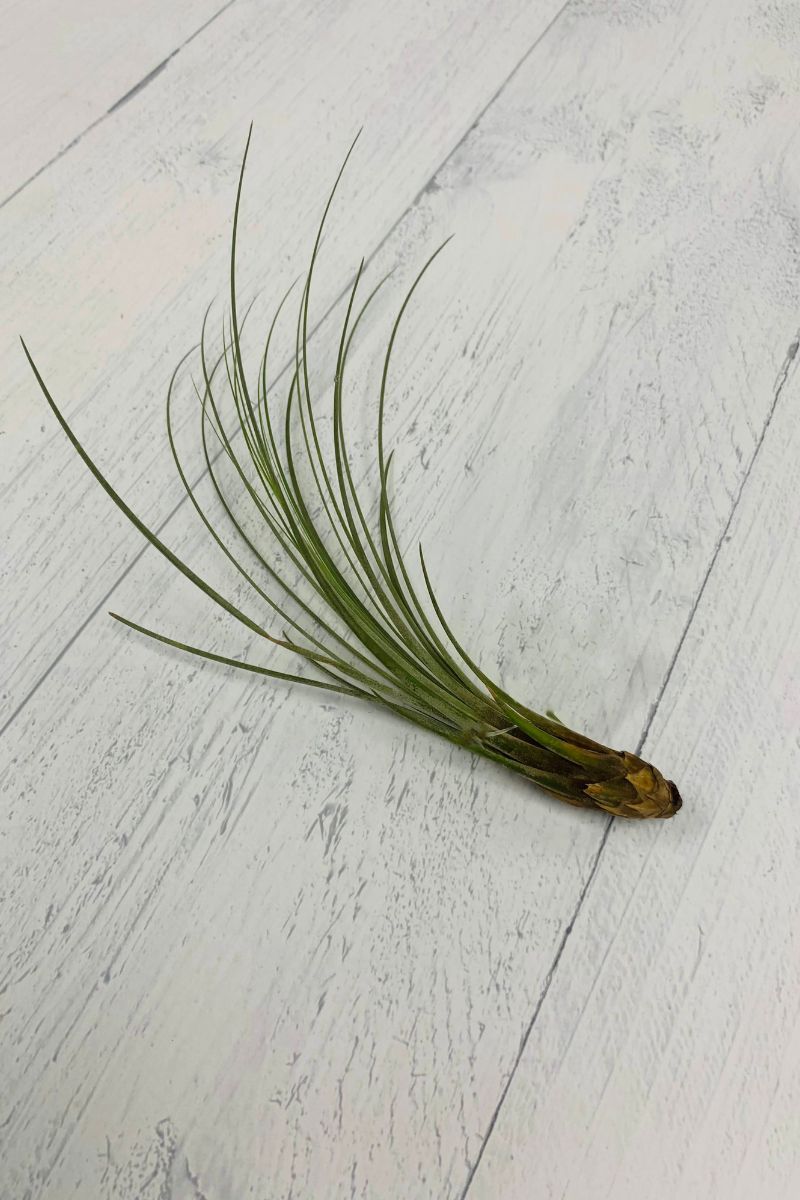 Tillandsia, Juncea 5-7