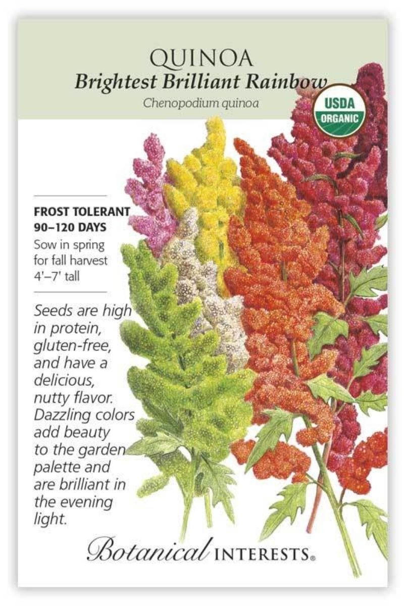 quinoa seeds plant Botanical Interests Brightest Brilliant Rainbow Quinoa Organic Seeds – Chalet