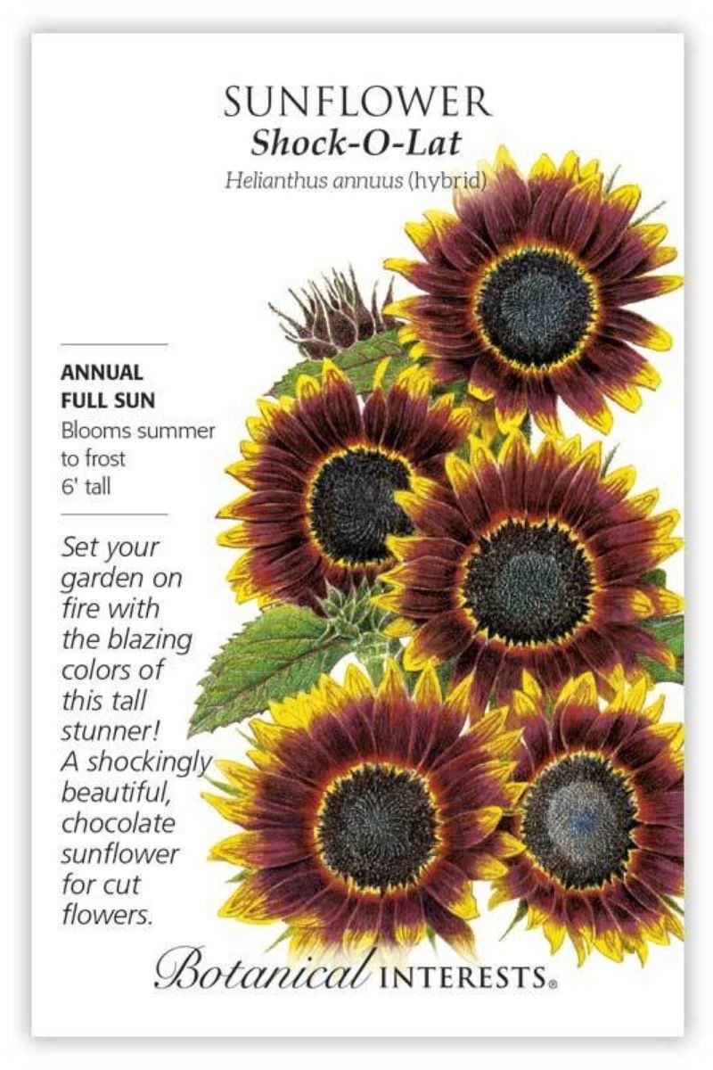 botanical interests flower seeds Botanical Interests Shock-O-Lat Sunflower Seeds – Chalet