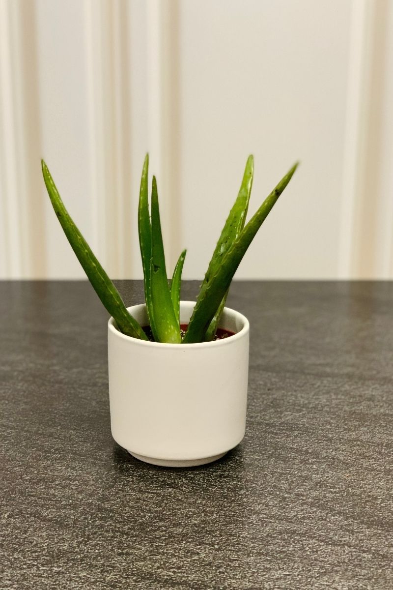 aloe vera planta medicinal Aloe, Medicinal 4"