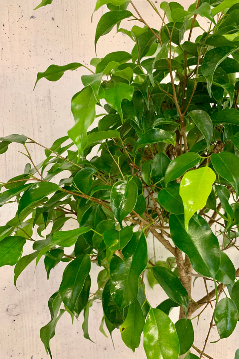 is ficus benjamina an indoor plant Ficus Benjamina 12" Std. – Chalet