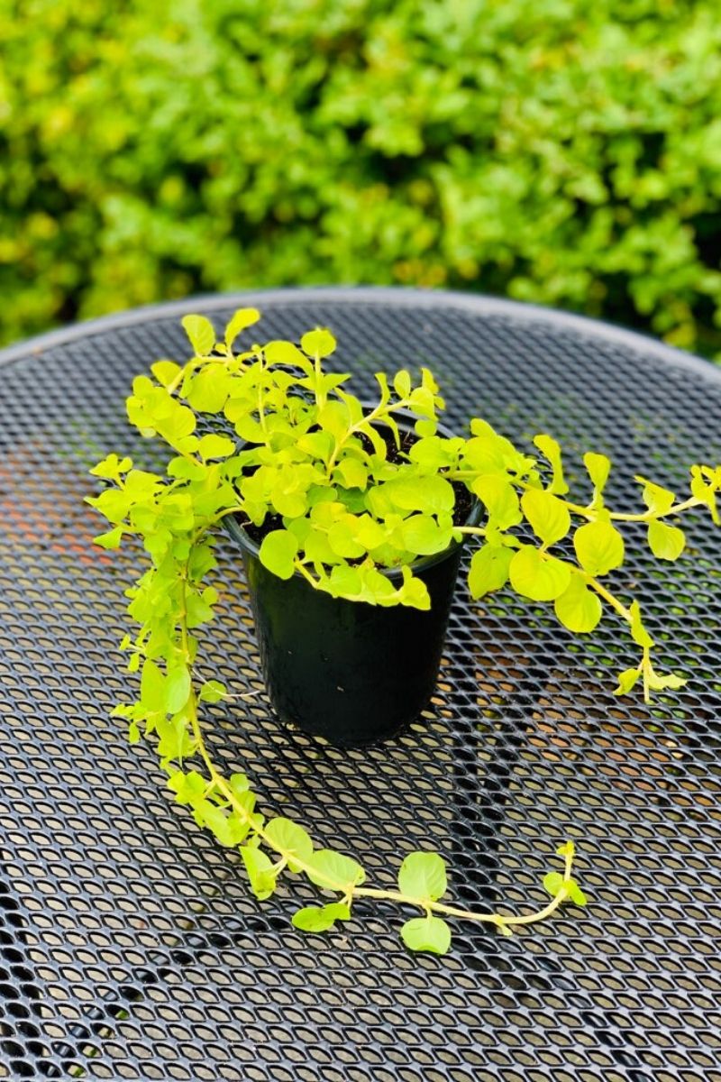 creeping jenny indoor plant Lysmachia Creeping Jenny – Chalet