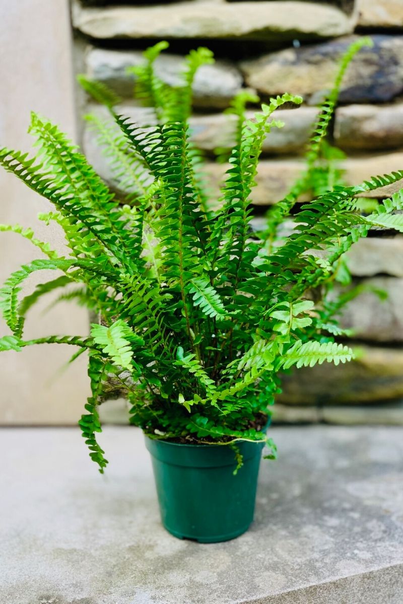 Fern Shiva – Chalet