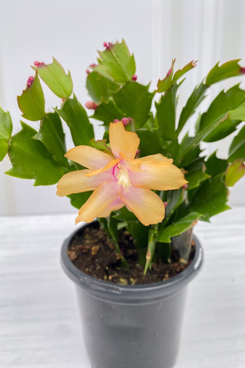 yellow christmas cactus Holiday Cactus, Apricot 4