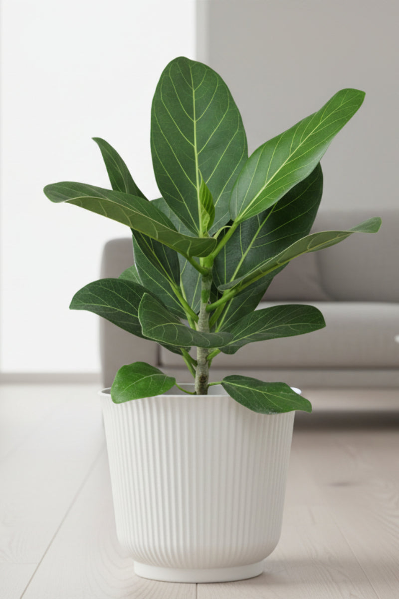 ficus audrey san diego Ficus, Audrey 6"