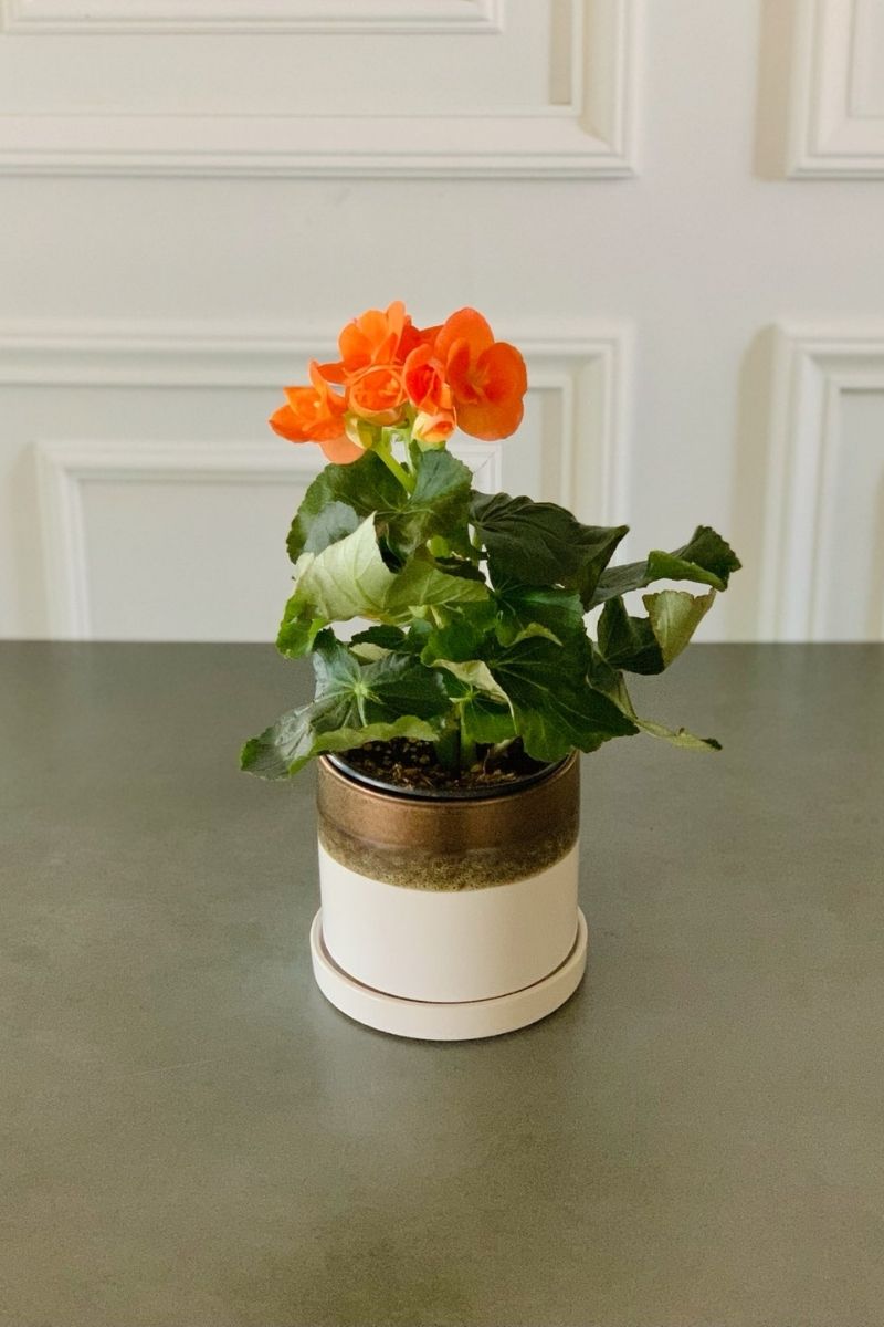 bright orange plant pot Begonia Rieger Orange – Chalet
