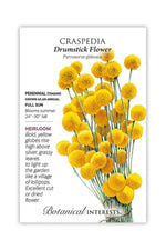 Botanical Interests Drumstick Flower Craspedia Seeds