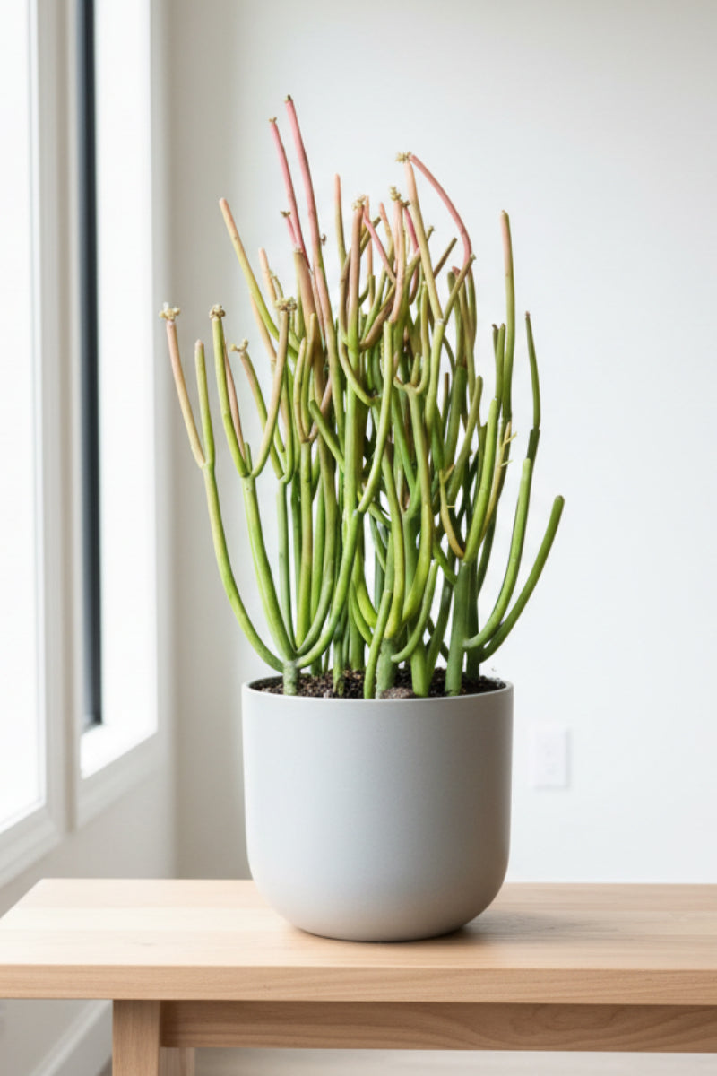 pencil cactus firestick Cactus, Pencil Firestick 6" – Chalet