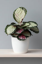 Calathea, Roseopicta Northern Lights 6"