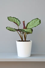Calathea, Roseopicta Northern Lights 4"