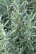 Seed Savers Rosemary