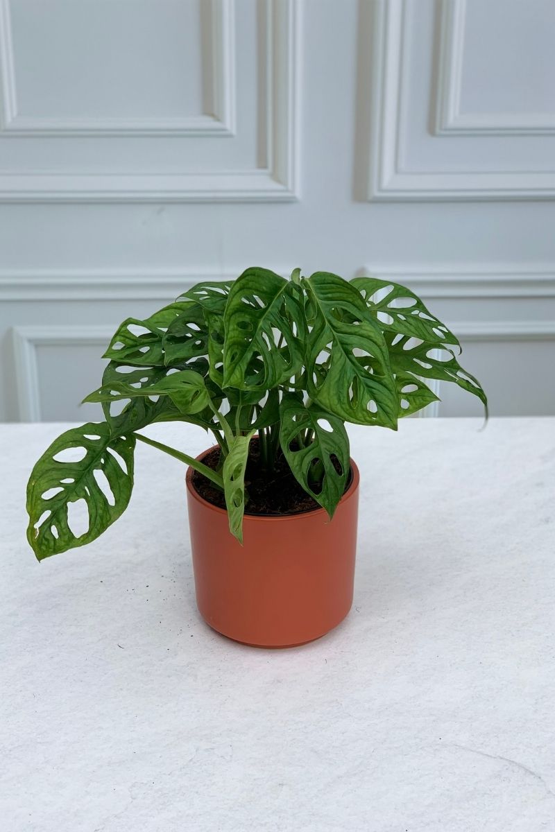 swiss cheese plant names Philodendron, Swiss Cheese 6" – Chalet