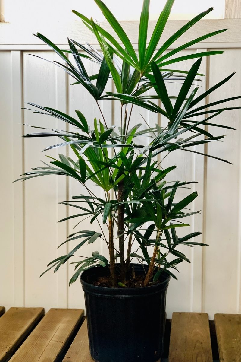 Palm, Lady 10\, image size:800x1200