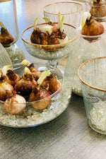 Paperwhite Narcissus 1 Bulb