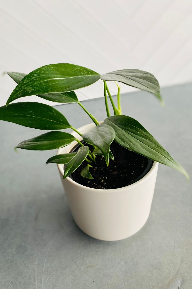 dragon tail plant Rhaphidophora, Dragon Tail 4
