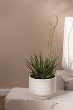 Andrade Pot 7.5"x 6" White