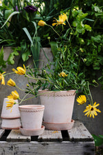 Helena Pot With Saucer 5.5"x 5.1" RAW Rosa